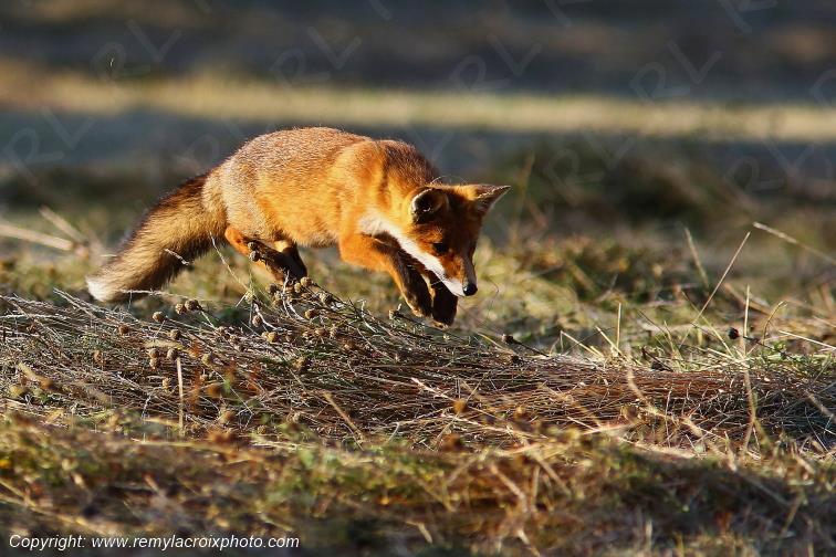 Renard Roux Val de Bouzanne Indre Berry Centre Val de Loire France www.remylacroixphoto.com