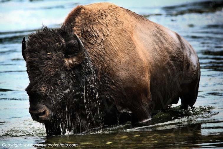 Bison d'Am�rique american buffalo Yellowstone River www.remylacroixphoto.com