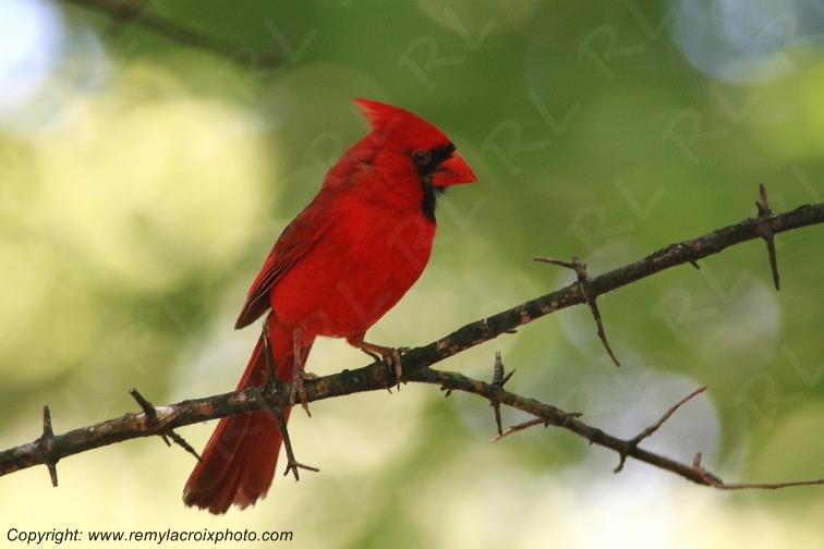 Red Cardinal Cardinal Rouge Gettysburg Pennsylvanie USA www.remylacroixphoto.com
