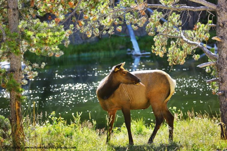 Wapiti Yellowstone National Park Wyoming USA www.remylacroixphoto.com