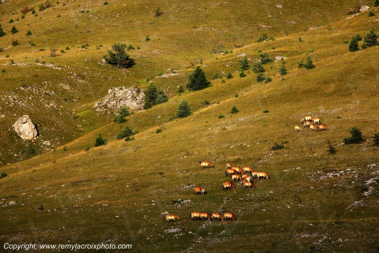 Causse M�jean chevaux de Przewalski Loz�re Languedoc-Roussillon Occitanie France www.remylacroixphoto.com