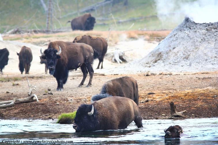 North American Buffaloes Bisons Yellowstone river Wyoming USA www.remylacroixphoto.com