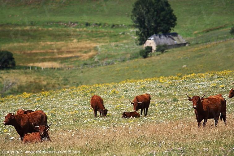C�zallier Allanche vaches Salers Cantal Auvergne Rh�ne-Alpes France