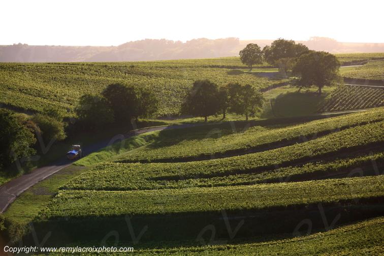 Verdigny vignoble Sancerrois Cher Berry Centre Val de Loire France
