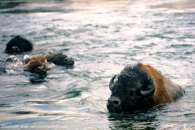 American Buffaloes Bisons Yellowstone river Wyoming USA www.remylacroixphoto.com