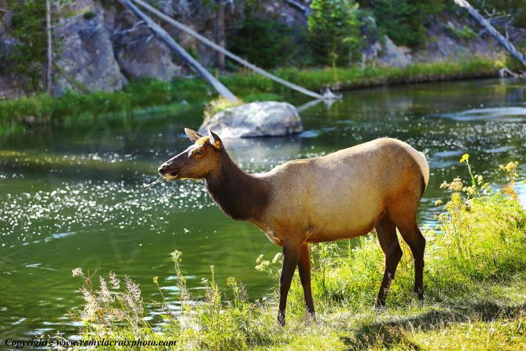 Wapiti Yellowstone National Park Wyoming USA www.remylacroixphoto.com