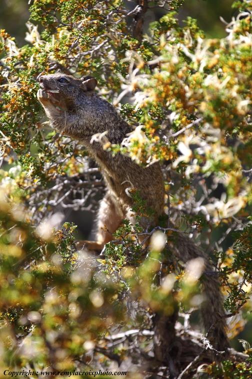 Squirrel Grand Canyon National Park Arizona USA www.remylacroixphoto.com