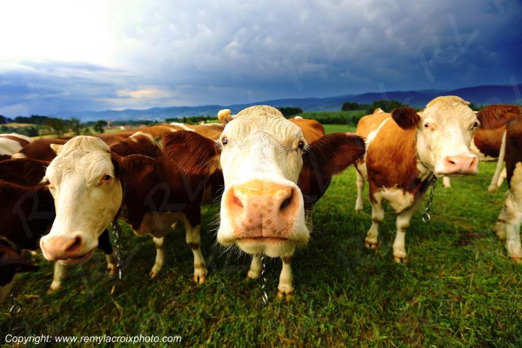 Bertignat Livradois Forez vaches Puy de D�me Auvergne Rh�ne-Alpes France www.remylacroixphoto.com