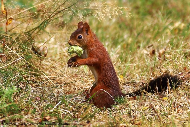Ecureuil Roux Tranzault Indre Berry Centre Val de Loire France www.remylacroixphoto.com