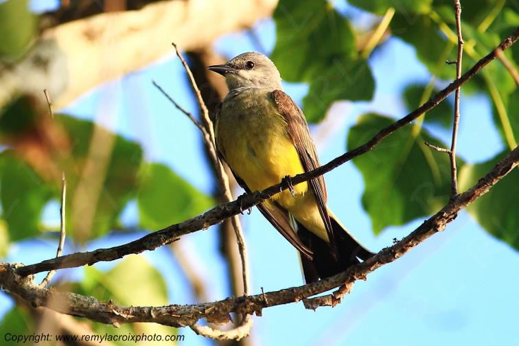 Western Kingbird Tyran de l'Ouest Leavenworth Kansas USA www.remylacroixphoto.com