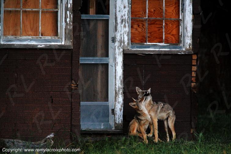 Coyotes Grand Teton National Park Wyoming USA www.remylacroixphoto.com