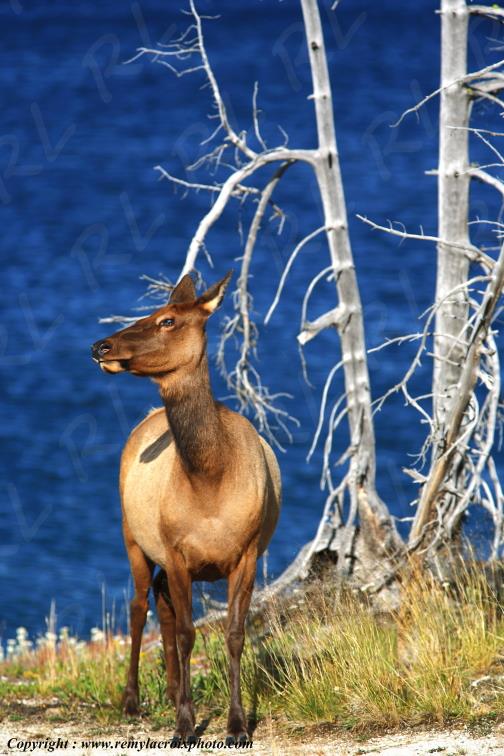 Wapiti Yellowstone Lake Yellowstone National Park Wyoming USA www.remylacroixphoto.com