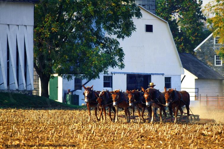 Amish farmers Lancaster Dutch County Pennsylvania Pennsylvanie USA www.remylacroixphoto.com