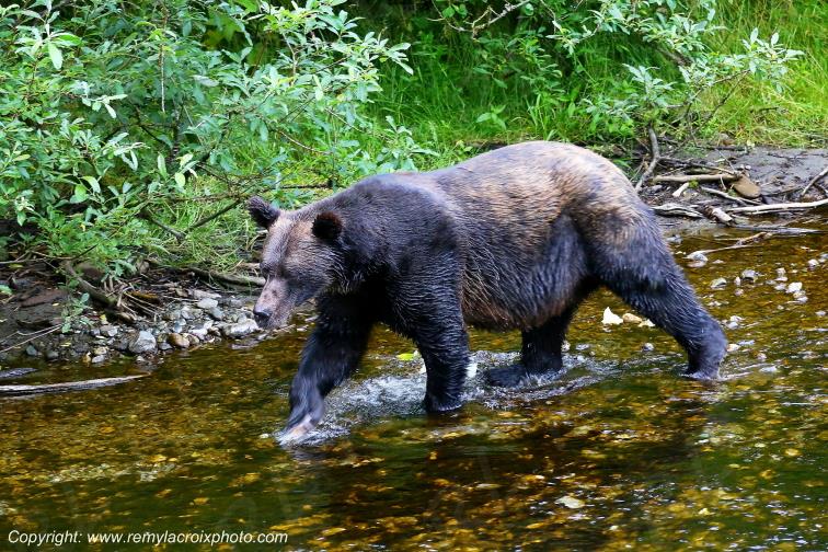 Grizzly Bear Ours Brun Fish Creek Alaska USA www.remylacroixphoto.com