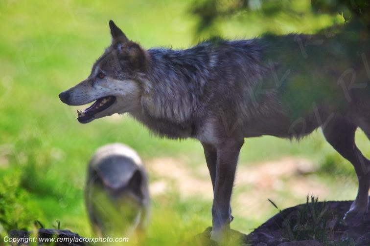 Loups du G�vaudan Loz�re Occitanie France www.remylacroixphoto.com