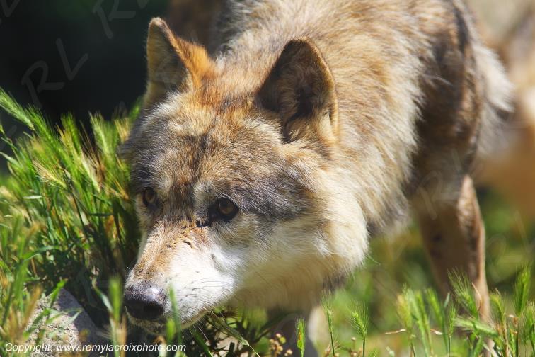 loup wolf lupus wolves loups www.remylacroixphoto.com
