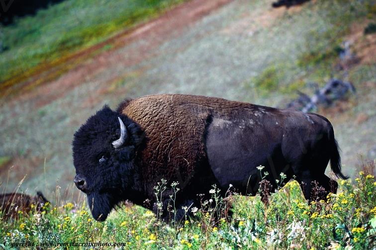 Bison Buffalo National Bison Range Montana USA ww.remylacroixphoto.com