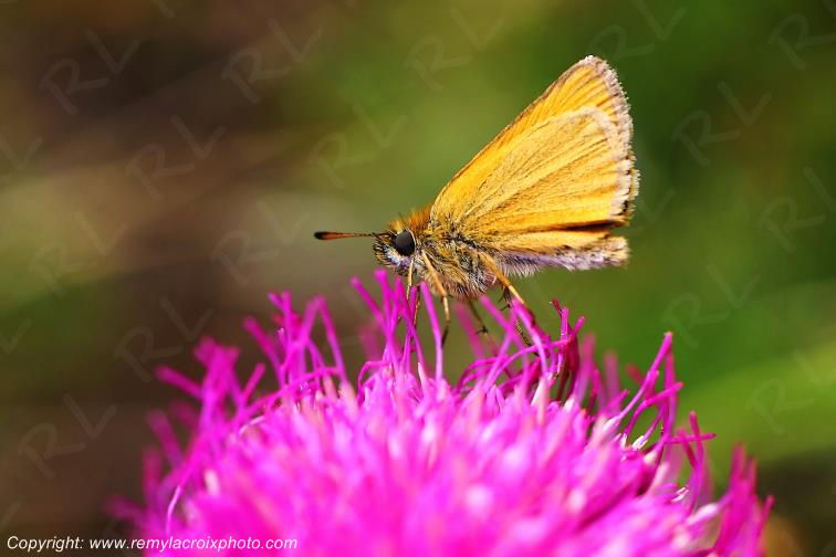 Papillon Hesp�rie du dactyle butinant une fleur insectes Champagne Berrichonne Cher Berry Val de Loire www.remylacroixphoto.com