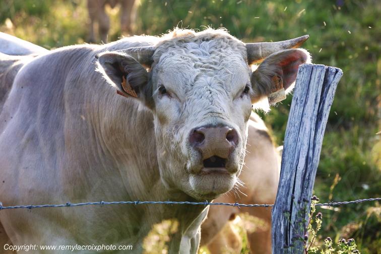 Vache Aubrac col de la Matte Cantal Auvergne France www.remylacroixphoto.com
