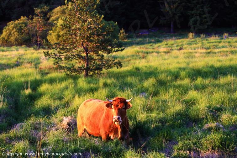 Vache Limousine Tourbi�re du Long�roux plateau de Millevaches Corr�ze Limousin France