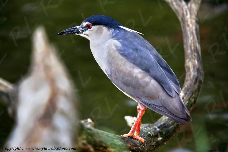 Bihoreau gris black-crowned black Allier Auvergne France www.remylacroixphoto.com