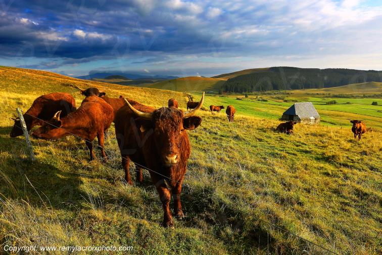C�zallier La Godivelle vaches Salers Puy de D�me Auvergne Rh�ne-Alpes France www.remylacroixphoto.com