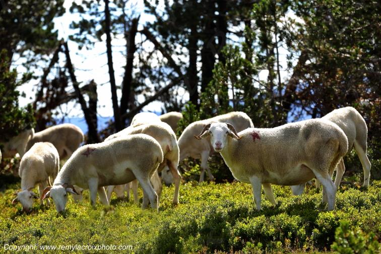 Col de Pailheres Moutons Ari�ge Occitanie Midi Pyr�n�es France www.remylacroixphoto.com