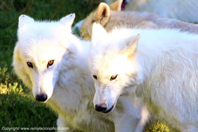 Les loups du G�vaudan Sainte Lucie Loz�re Languedoc-Roussillon Occitanie France www.remylacroixphoto.com