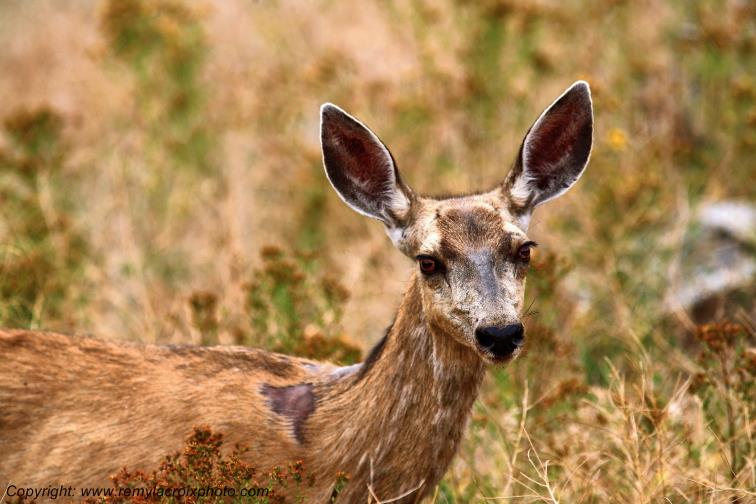 Mule Deer Cerf Mulet National Bison Range Montana USA www.remylacroixphoto.com