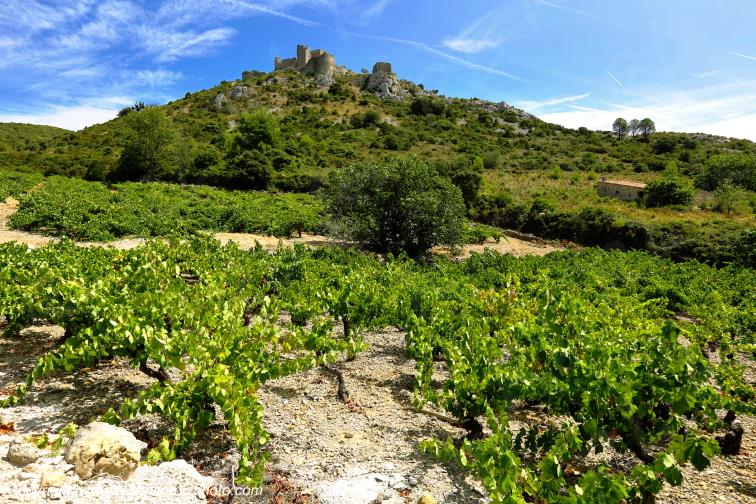 Ch�teau Cathare d'Aguilar vignoble du Haut-Fitou Corbi�res Aude France