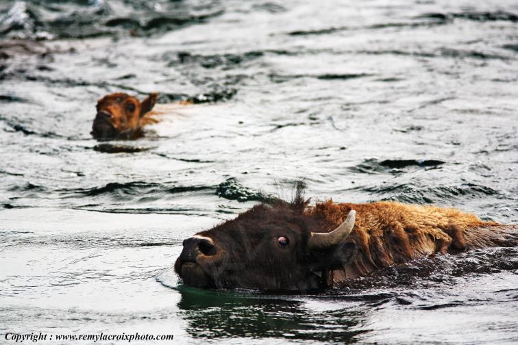 American Buffaloes Bisons Yellowstone river Wyoming USA www.remylacroixphoto.com