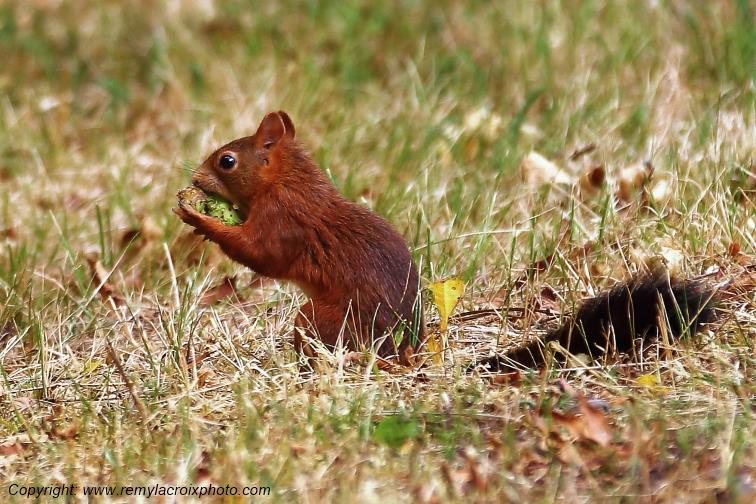Ecureuil Roux Tranzault Indre Berry Centre Val de Loire France www.remylacroixphoto.com