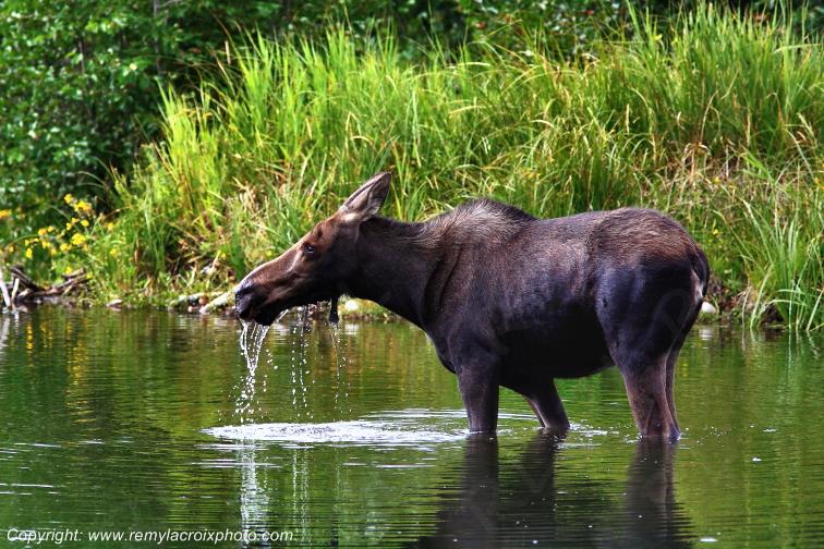 Elan femelle Moose Orignal Grand Teton National Park Wyoming www.remylacroixphoto.com