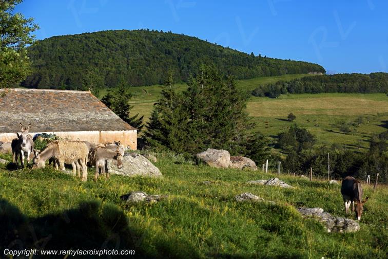 Mont Gerbier de Jonc Ard�che Rh�ne Alpes France