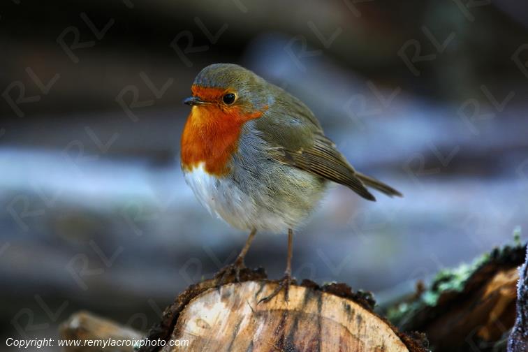 Rouge-gorge red-throated flycatcher Tranzault Indre France www.remylacroixphoto.com