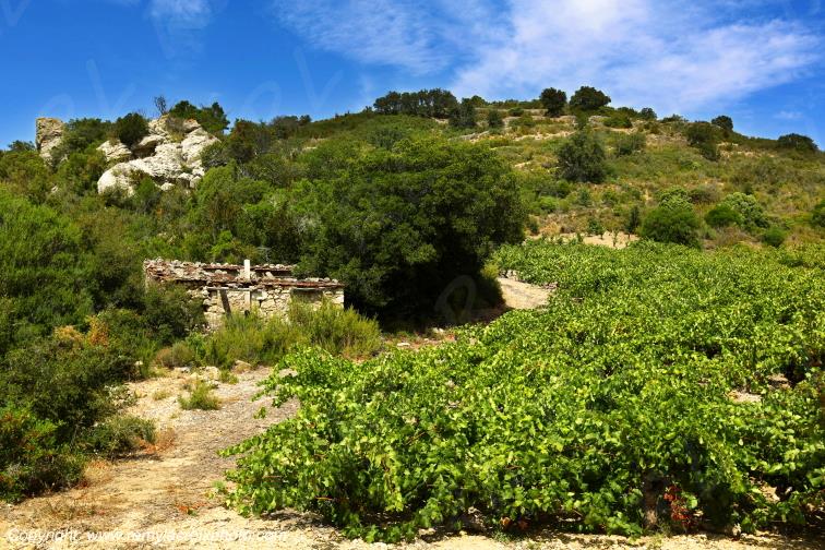 Vignoble du Haut-Fitou Corbi�res Aude France