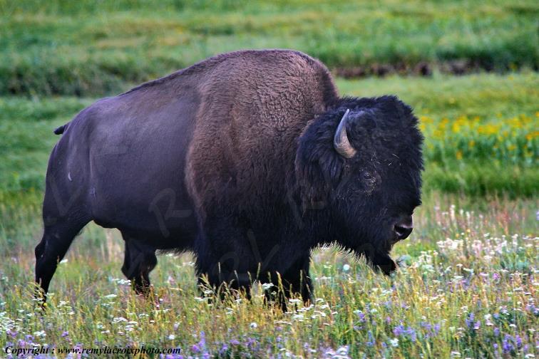 American Buffalo Bison Hayden Valley Yellowstone National Park Wyoming USA www.remylacroixphoto.com