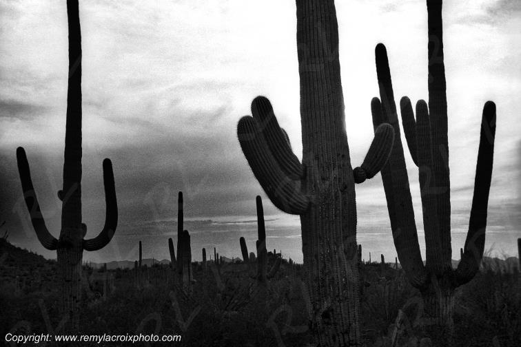 Saguaro National Park Sonora desert Giants Cactus Arizona USA