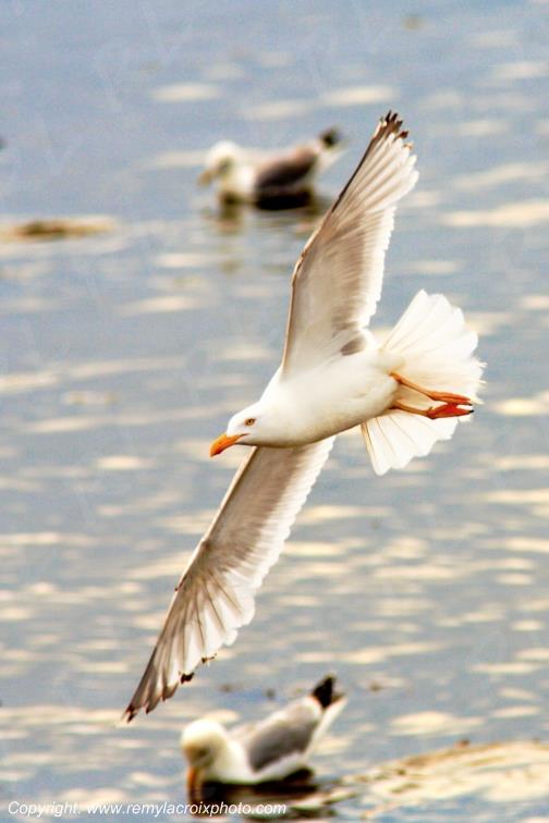 Vol de go�land pointe de Penmarc'h Eckm�hl Finist�re Bretagne France www.remylacroixphoto.com