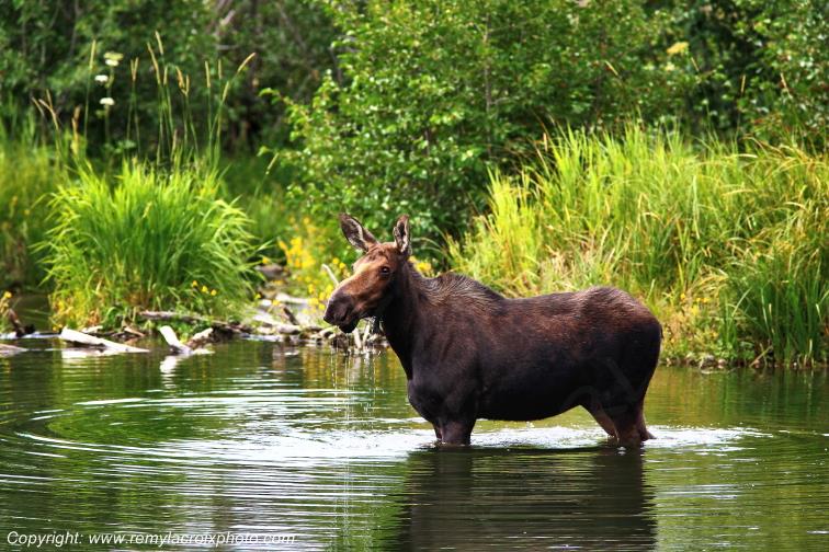 Elan femelle Moose Orignal Grand Teton National Park Wyoming www.remylacroixphoto.com