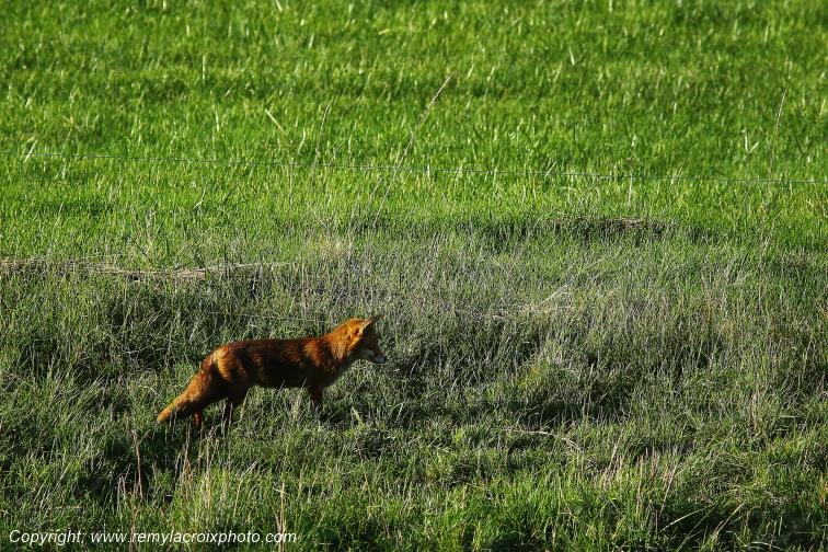 Renard Roux Val de Bouzanne Indre Berry Centre Val de Loire France www.remylacroixphoto.com
