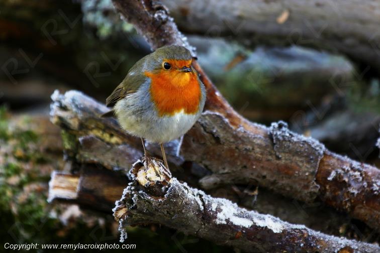Rouge-gorge red-throated flycatcher Tranzault Indre France www.remylacroixphoto.com