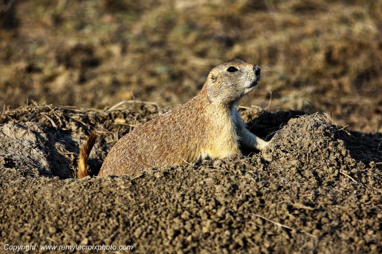 Prairie dog Chien de prairie Castle Butte Saskatchewan Canada www.remylacroixphoto.com