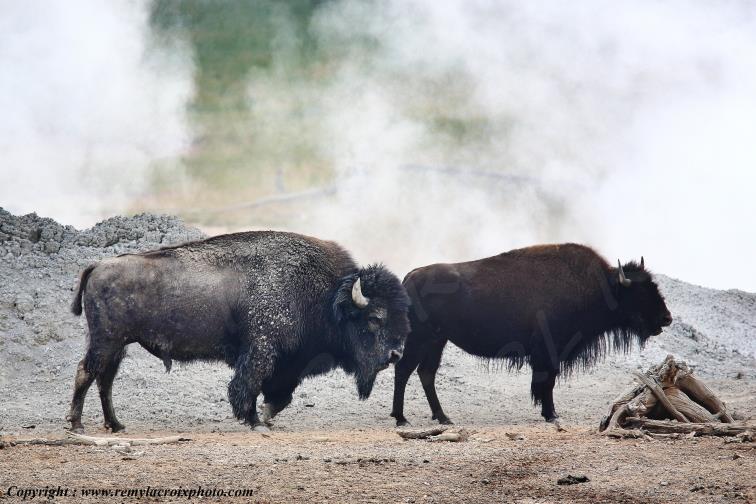 American Buffalo Bison Hayden Valley Yellowstone National Park Wyoming USA www.remylacroixphoto.com