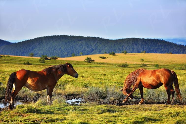 Col du B�al chevaux Puy de D�me Auvergne Rh�ne-Alpes France www.remylacroixphoto.com