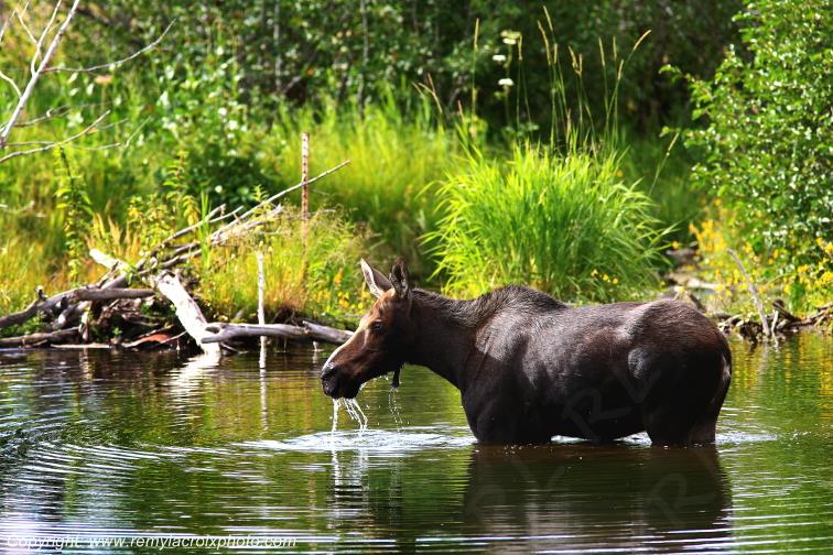 Elan femelle Moose Orignal Grand Teton National Park Wyoming www.remylacroixphoto.com