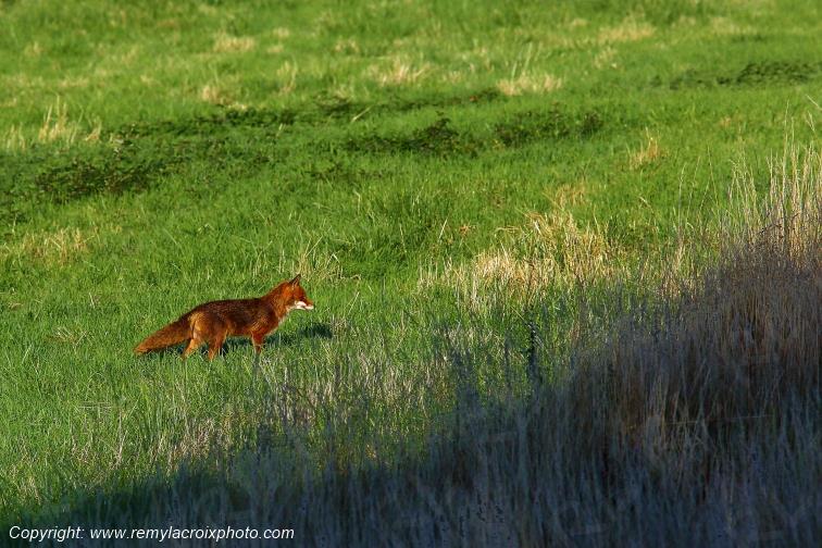 Renard Roux Val de Bouzanne Indre Berry Centre Val de Loire France www.remylacroixphoto.com
