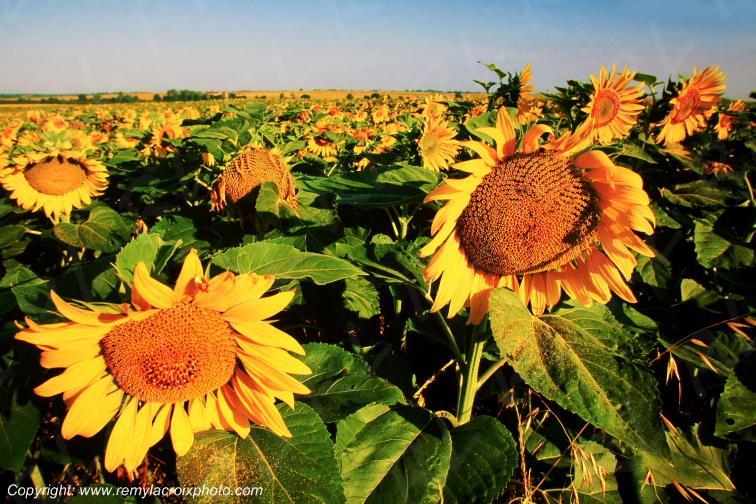 Dun sur Auron Champagne Berrichonne Tournesols Cher Berry Centre Val de Loire France