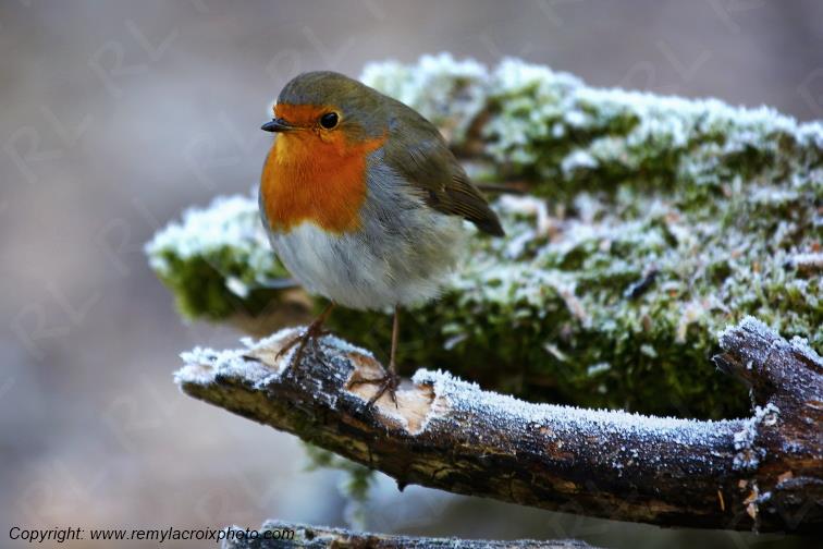 Rouge-gorge red-throated flycatcher Tranzault Indre France www.remylacroixphoto.com