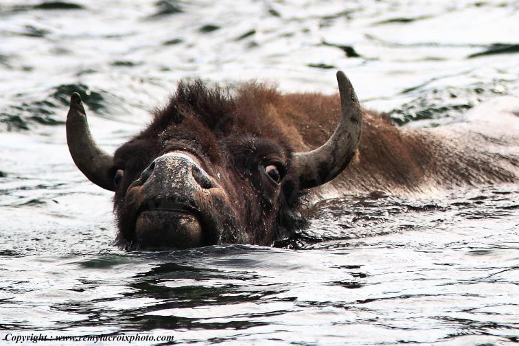 North American Buffaloes Bisons Yellowstone river Wyoming USA www.remylacroixphoto.com